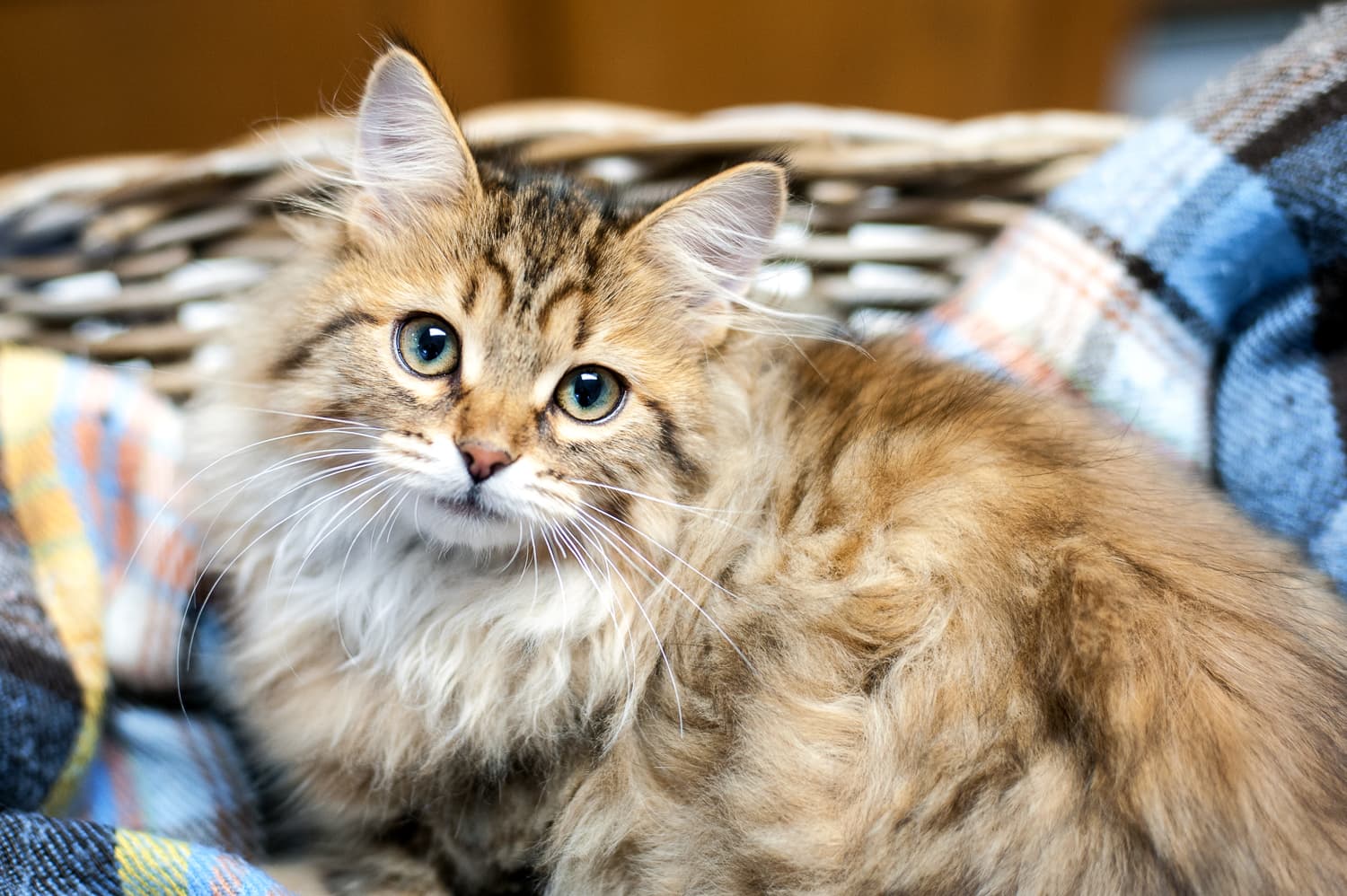 Unique Cat Breeds - PetFocus Eastern Shore Veterinary Hospital