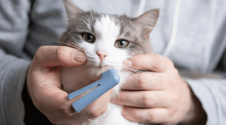 Dental Care