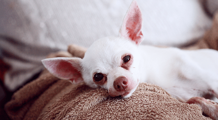 Sick Visits for Unwell Pets