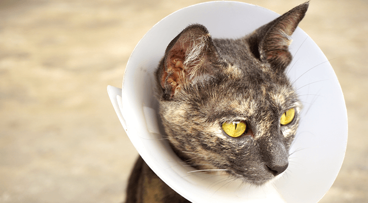 Soft Tissue Surgery