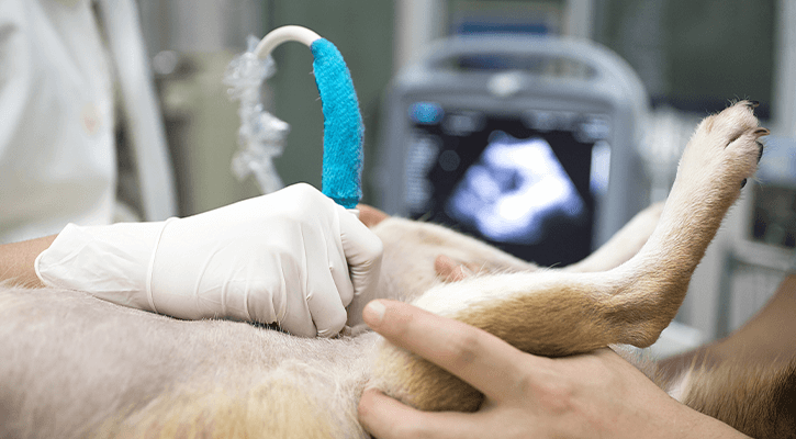 Ultrasound