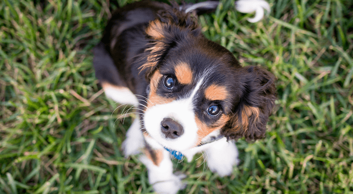 Wellness Care for Puppies