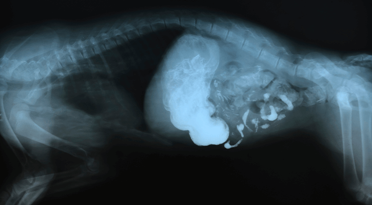 X-Rays