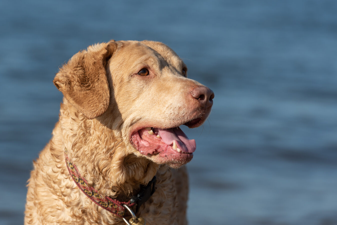 The Importance of Dental Health for Your Pet
