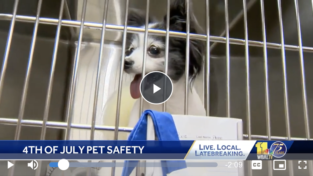 Veterinarian offers tips to keep pets safe for July Fourth weekend